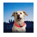 Collar Para Perros Ajustable Con Led