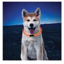 Collar Para Perros Ajustable Con Led