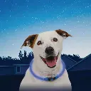 Collar Para Perros Ajustable Con Led